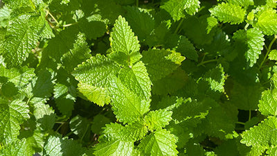 Keep Calm and Grow Lemon Balm