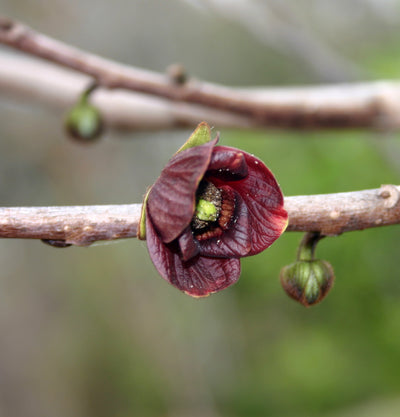 Spring Surprise in Ron’s Yard