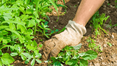 How to Get Rid of Weeds in an Eco-Friendly Way