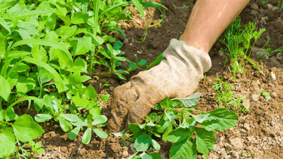 How to Get Rid of Weeds in a Sustainable Way