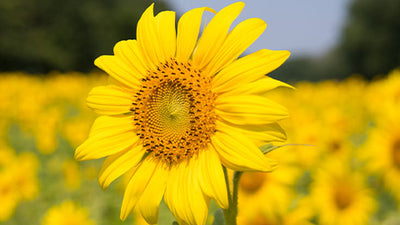 How To Grow a Stunning Sunflower Garden  in Your Backyard