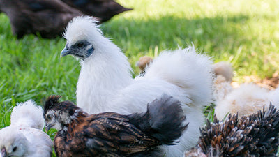 Enhancing Your Backyard Flock and Garden: The Benefits of Growing Herbs for Your Feathered Friends