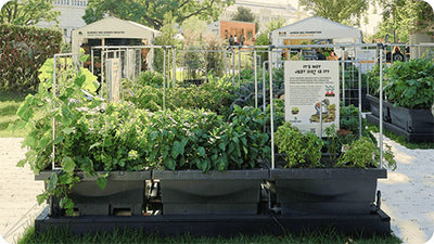 Introducing the Foodcube – Revolutionizing Urban Gardening for Sustainable Living