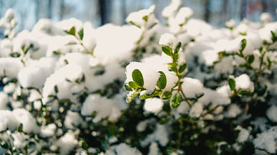 Simple Ways To Get Ready For The First Frost Of The Winter