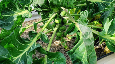 How to Grow Brussels Sprouts