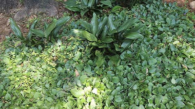 The Student Gardener