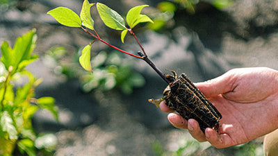 Tips for Successful Seed Starting: Sowing, Transplant, and Seedling Care.