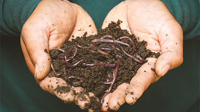 Benefits of Vermicomposting