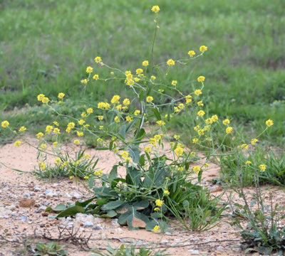 Bastard Cabbage: Displacing Wildflowers Like Wildfire