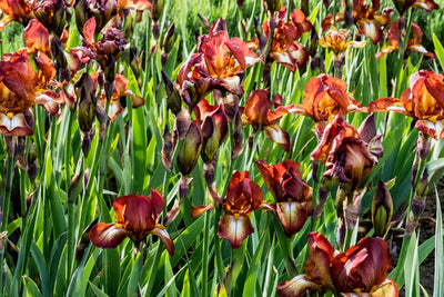 The Bearded Iris