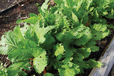 Texas Gardener Magazine: Garden Troubleshooting