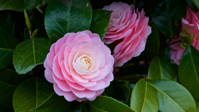 Winter Flowers to Grow in Texas