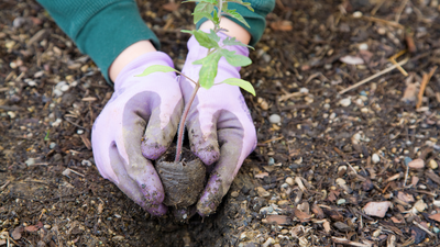 Gardening Chores to Take Care of in February