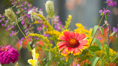 10 Types of Plants that will Brighten up Your Garden