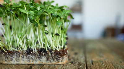 How to Grow Microgreens