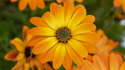 How to Grow Calendula: Brilliant Flowers that Heal