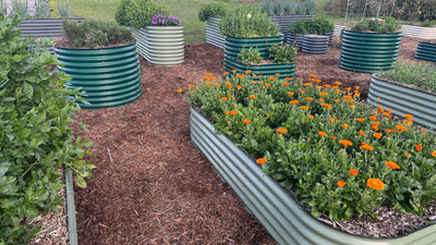 Selecting and Installing a Ground Cover for Our Vego Garden