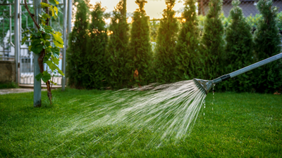 Tips for Watering Your Different Plants