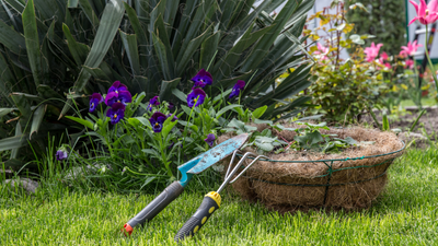 Beneficial Insects In the Garden Ecosystem