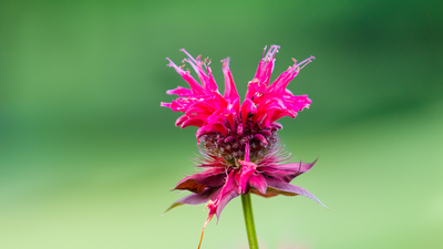 How to Grow and Care for Bee Balm