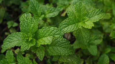 Tips for Growing Mint in Your Garden