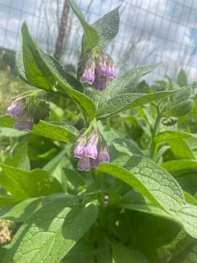 Why You Should Grow Comfrey in Your Garden