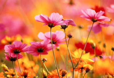 Your Very First Flower Garden: How to Make it a Blooming Success