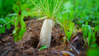 Delicious Daikon