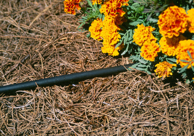 Your May Gardening Checklist