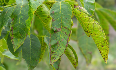 Dew or Dew Not: Why to Avoid Wetting Foliage