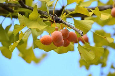 10 Plants That Make Your Garden Stink