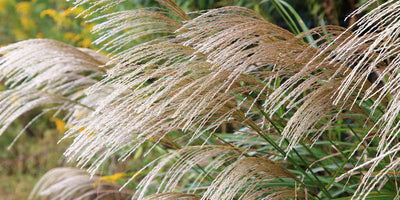 Embracing Late Season Growth - Ornamental Grasses and Shrubs