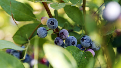 Celebrating National Blueberry Day