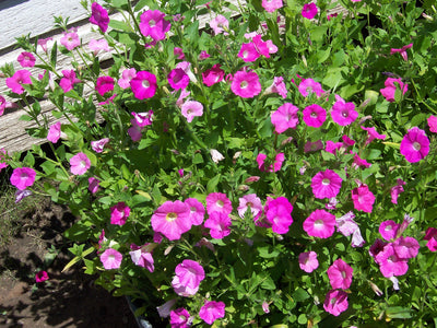 In Greg's Garden: Old-Fashioned Petunias