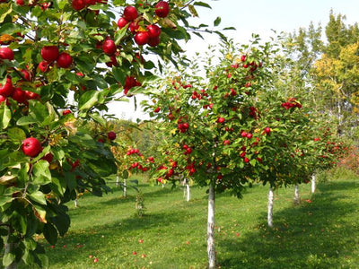 National Eat a Red Apple Day: A Fruitful Celebration