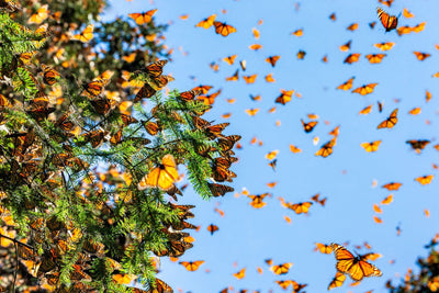 Grants Offered to Develop Monarch Butterfly Gardens