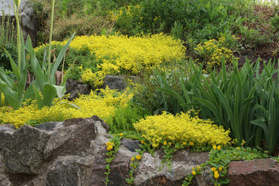 The Magic of Moss in Your Garden: Finding Beauty in Simplicity