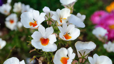 Stunning White Flowers for Your Garden