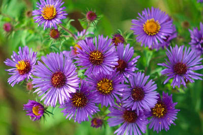 Best Perennials to Plant in November