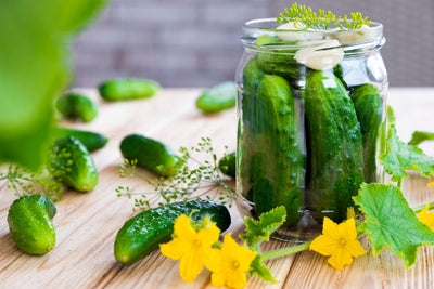 Dill-icious! Your Garden Guide to Growing and Pickling Cucumbers