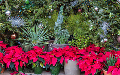 Poinsettia Day: Celebration of Winter’s Vibrant Blooms