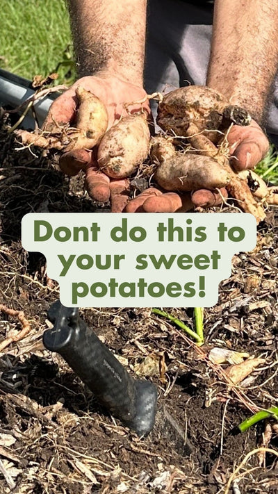 Potatoes Harvest