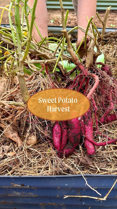 Sweet Potato Harvest