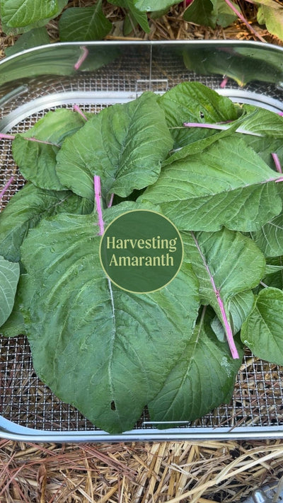 Harvest Amaranth