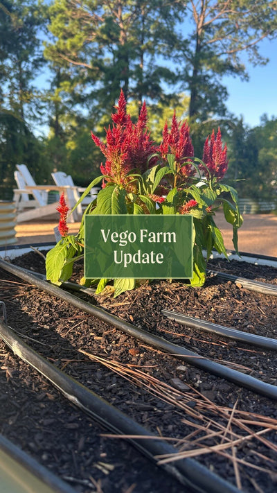 Vego Farm Tour