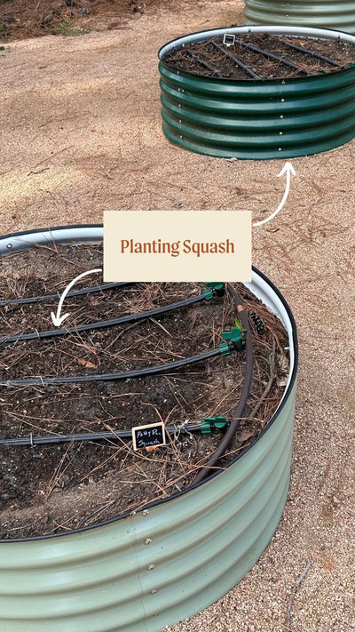 Planting Squash