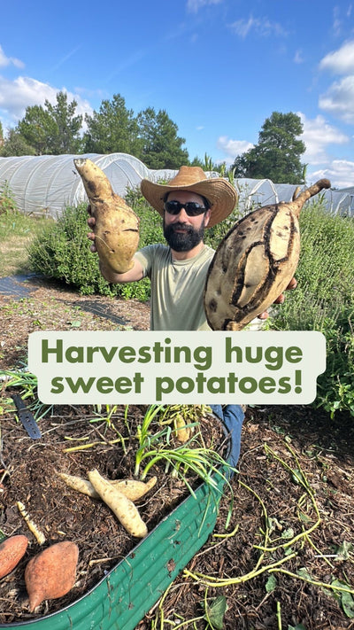 Harvest Huge Sweet Potatoes