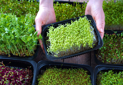 Green Powerhouses and How to Grow Them: Sprouts vs. Microgreens