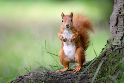 Be Gone! Keeping Pets and Wild Animals Out of Your Garden