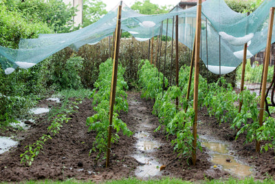 How to Protect Your Garden During Hurricane Season